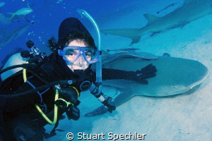 Young diver petting a lemon shark.  The shark sat on the ... by Stuart Spechler 